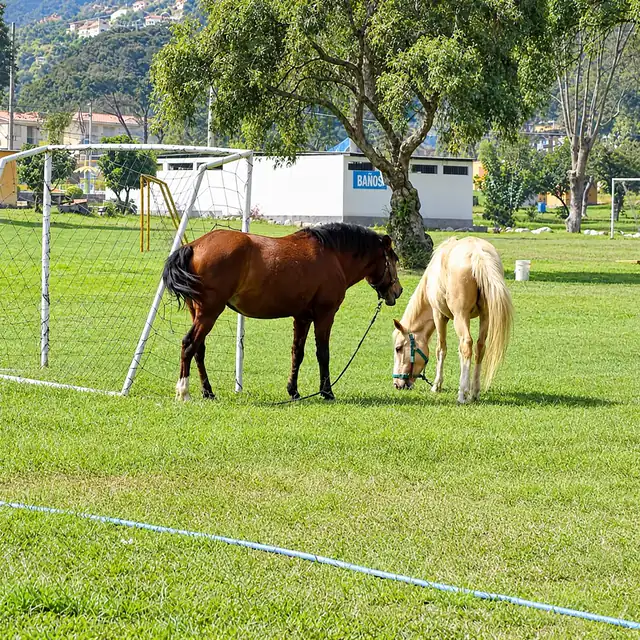 Áreas verdes del club